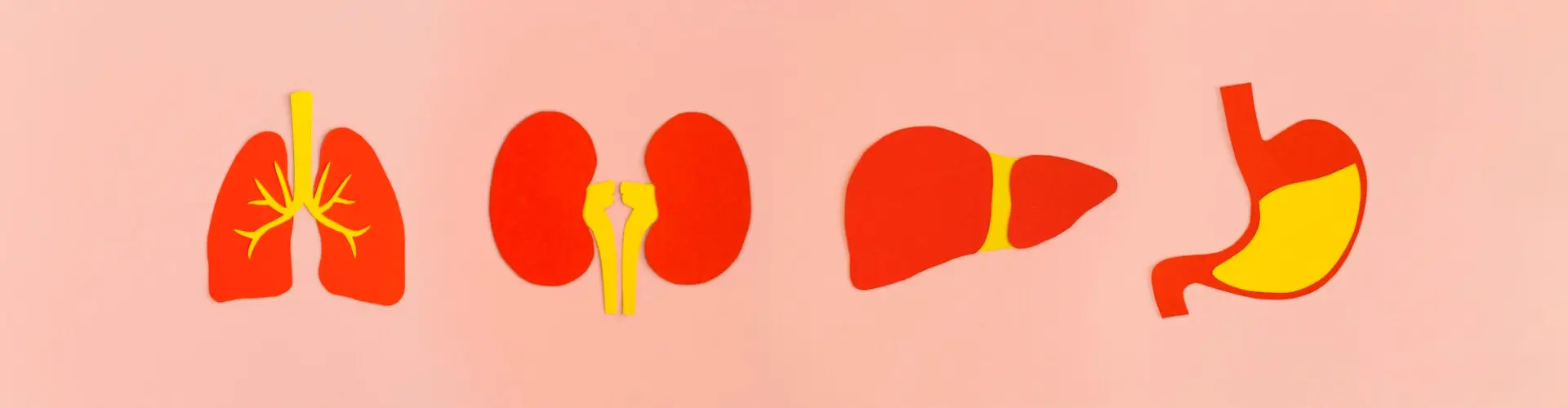 Illustrated lungs, kidneys, liver, and stomach on pink background